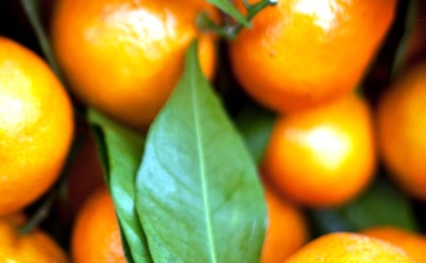 Tangerine 10ml - La Vita 
