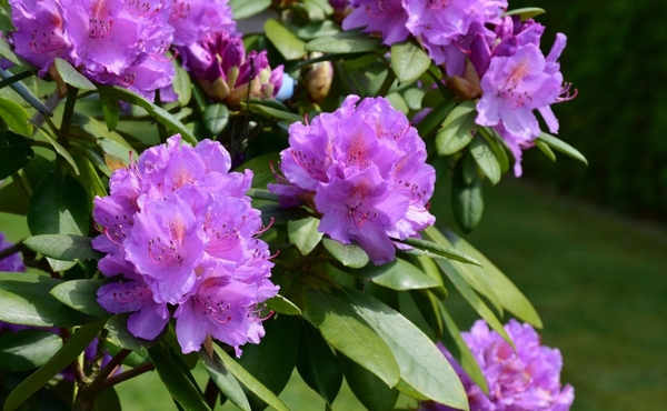 Rhododendron Bio 5ml Oshadi