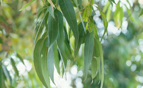 Eukalyptus radiata 5ml Bio Farfalla