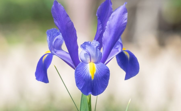Iris 1% 1ml Bio Farfalla