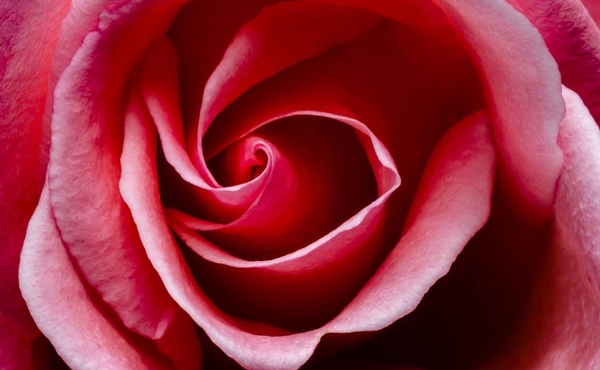 Rose 5ml 10% Farfalla