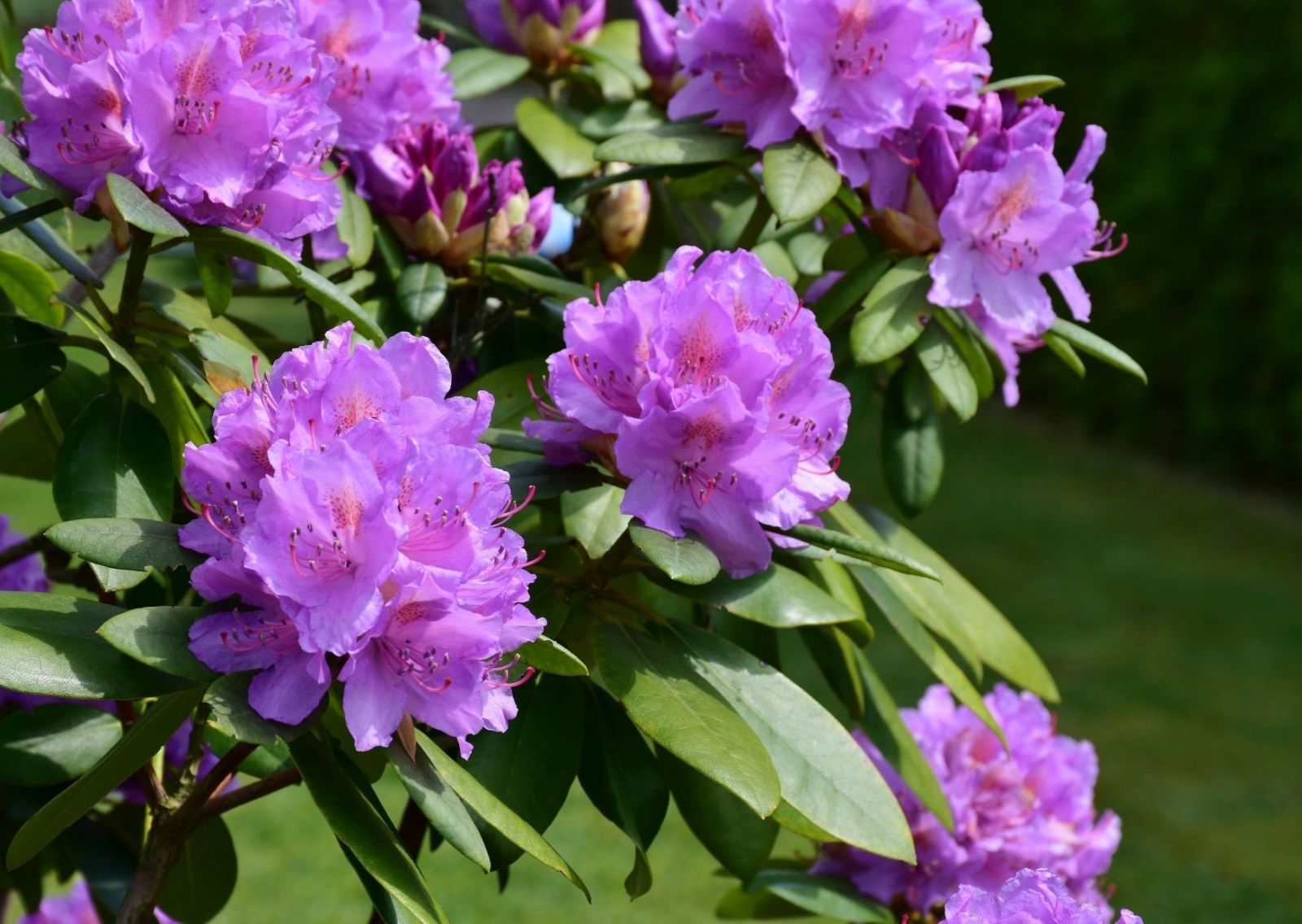 Rhododendron Bio 5ml Oshadi