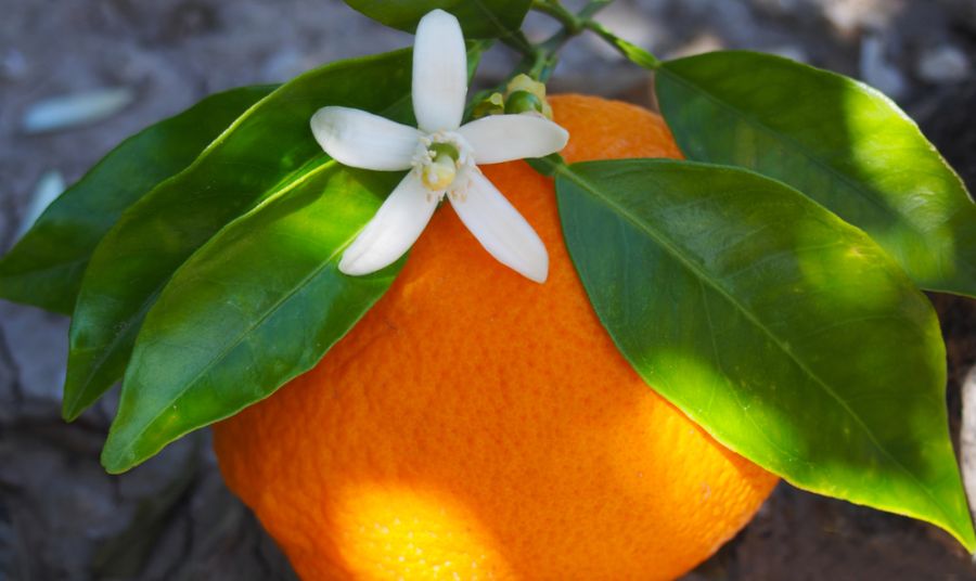 Orange süss 10ml Bio Farfalla