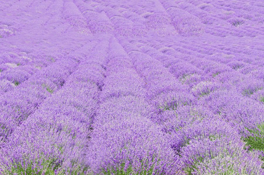 Lavendel fein 10ml Bio Farfalla