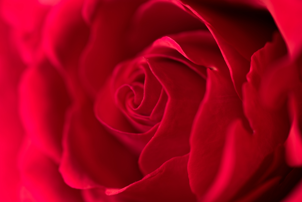 Rose 1ml Farfalla