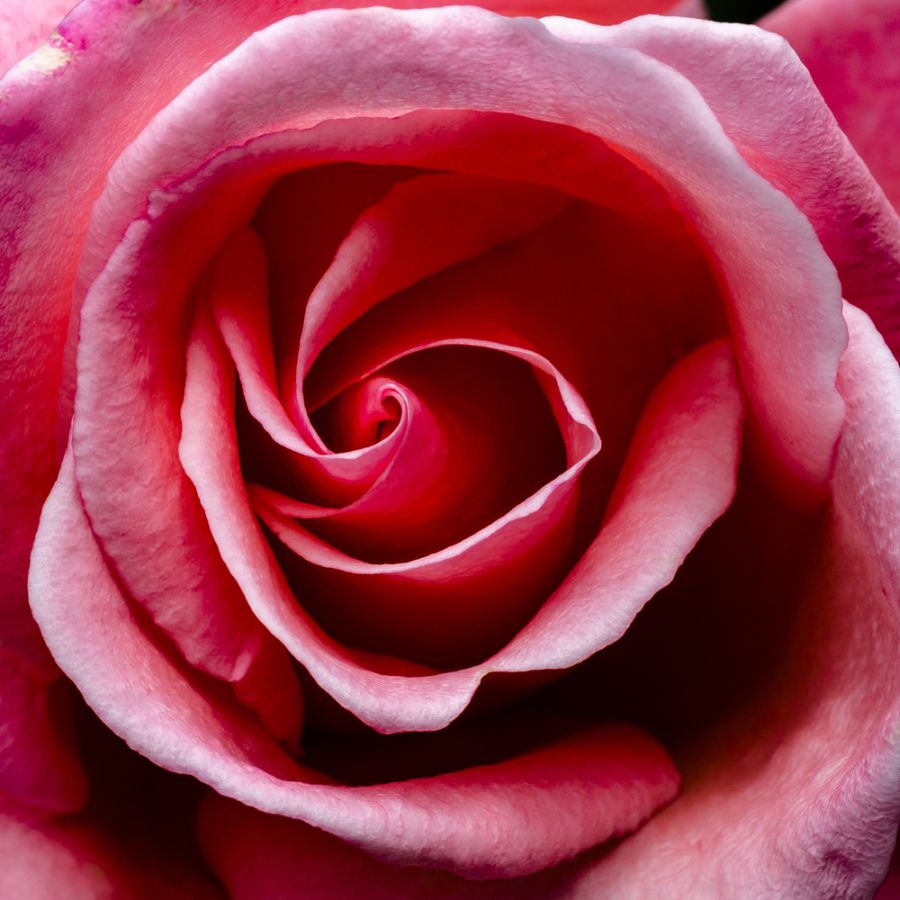 Rose 5ml 10% Farfalla